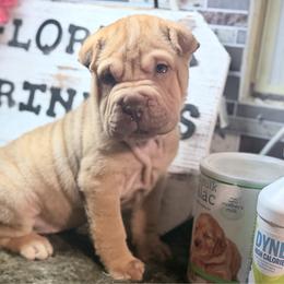 Millie - Brown female Chinese Shar-Pei puppy in Lehigh Acres, Florida from Florida Wrinkles