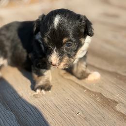 Boy 1 - Black and tan male Corgipoo puppy in Junction, Utah from Sugar Doodles