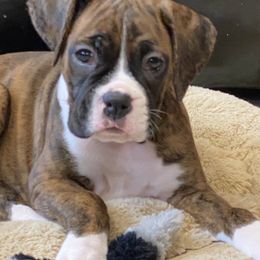 Boxer Puppies from Fineview Boxers