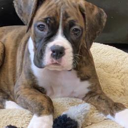 Boxer Puppies from Fineview Boxers