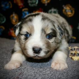 Countdown - Blue merle male Australian Shepherd puppy in El Dorado Springs, Missouri from HP Aussie Kennels