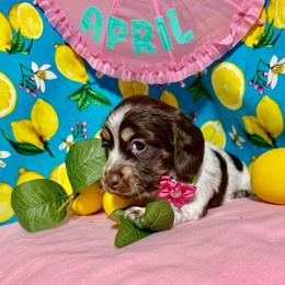 April - Chocolate and cream female Dachshund puppy in Somerset, Pennsylvania from Rae’s Dapper Dachshunds