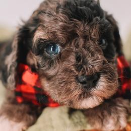 Bernedoodles, Cavapoos, and Goldendoodles from Doodles of North Tx
