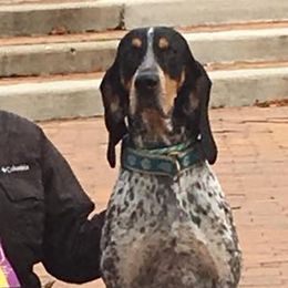 Bluetick Coonhounds and Redbone Coonhounds from Anlon Kennels