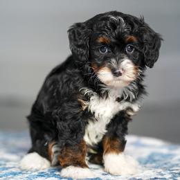 Sprout - Merle male Bernedoodle puppy in Dundee, Ohio from Down Home Doodle