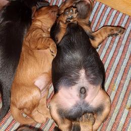 Cavalier King Charles Spaniel Puppies from 7 Bridges Cavaliers