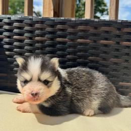 Shaco - Black and white male Pomsky puppy in Boonville, Indiana from Elysian Pomskies