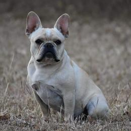 Flare - French Bulldog
