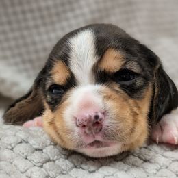 Girl 4 - Black tan and white female Beagle puppy in Baltimore, Maryland from Country Acres Farm