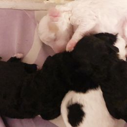 Yorkipoos from Tuts Pups Cafe