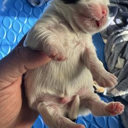 ACE - Brindle and white male Shih Tzu puppy in Southaven, Mississippi from Fluff and Tuff Shih Tzus