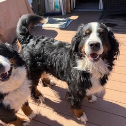 Shasta - Bernese Mountain Dog