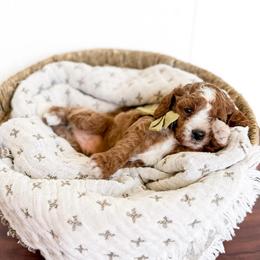 Peter Pan - Olive collar boy - Red male Cavapoo puppy in Melbourne, Florida from Space Coast Doodle Co.