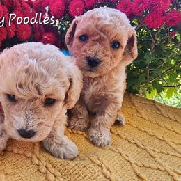 Poodle Puppies from Wendy's Poodles