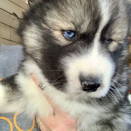 Siberian Husky Puppies from TRUHUSKY SIBERIANS