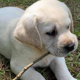 Labrador Retrievers from BlackWater Gun Dogs