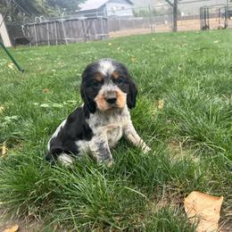 Jojo - Black white and tan female English Springer Spaniel puppy in Coeur D'alene, Idaho from Springer Hollow