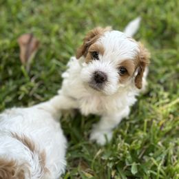 Cavapoo and Shihpoo Puppies from Haus of Doodles