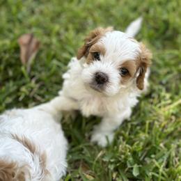 Cavapoo and Shihpoo Puppies from Haus of Doodles