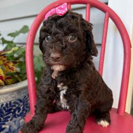 Little Miss Tater Tot - Chocolate female Goldendoodle puppy in Camden, North Carolina from Oopsie Doodles of NC