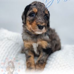 Blaze - Merle male Goldendoodle puppy in California City, California from Summer Sun Doodles