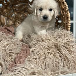 Mr Brown - Light golden male Golden Retriever puppy in Morrill, Kansas from Grimm Girls Farm