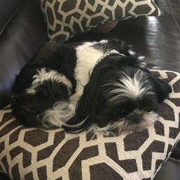 Shih Tzus from Ellis Shih Tzu Puppies