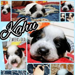 Kahu - Blue male Australian Cattle Dog puppy in Fife Lake, Michigan from Kurczak Farm LLC