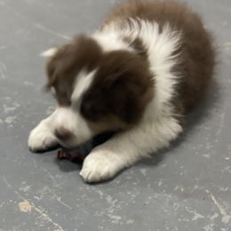 Australian Shepherd Puppies from AD's Australian Shepherds