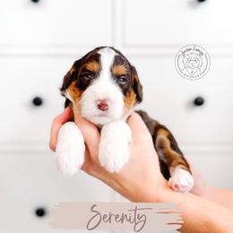 Serenity - Tri-color female Bernedoodle puppy in Mahomet, Illinois from Jordan Family Doodles