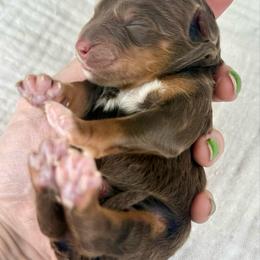 Chocolate Phantom Male - Brown male Bernedoodle puppy in Crete, Illinois from Plum Valley Pups