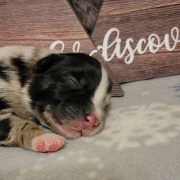Australian Shepherd Puppies from Summit Australian Shepherds
