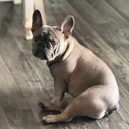 Nezzy - French Bulldog