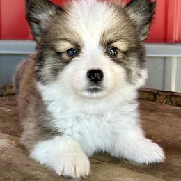 Red Collar Boy Cedar - Sable male Pembroke Welsh Corgi puppy in Paris, Kentucky from Flat Run Corgis