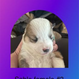 Sable female #3 - American Corgi puppy from Mahala Henry