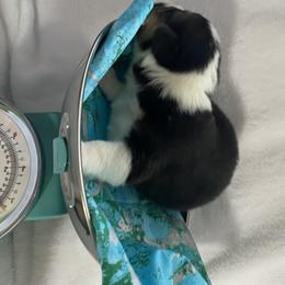 American Corgi and Pembroke Welsh Corgi Puppies from Wyndy Ridge Corgis