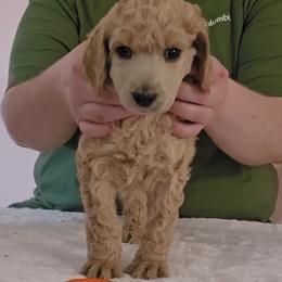 Orange - Apricot female Poodle puppy in Diamond, Missouri from Evening Stars Poodles