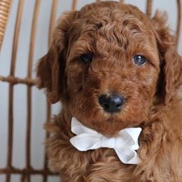 Cavapoos, Goldendoodles, and Poodles from Dlm_doodles