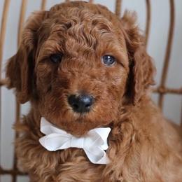 Cavapoos, Goldendoodles, and Poodles from Dlm_doodles