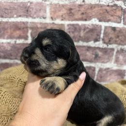 Stella - Black and silver female Miniature Schnauzer puppy in Lufkin, Texas from C&K’s Schnauzer House