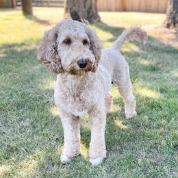 Mazy - Goldendoodle