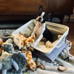 Boston Terrier and Doberman Pinscher Puppies from Diamonds In The Ruff Boston Terriers & Dobermans