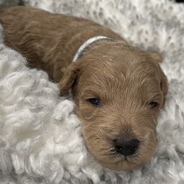 Goldendoodle Puppies from Angel’s Goldendoodle Pups