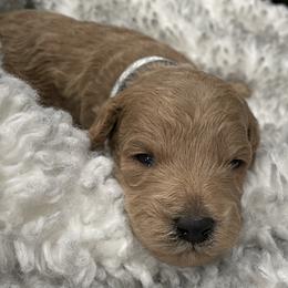 Goldendoodle Puppies from Angel’s Goldendoodle Pups