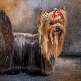 Chase - Yorkshire Terrier