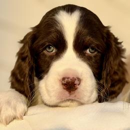 Green Collar - Liver and white male English Springer Spaniel puppy in Tea, South Dakota from Mindy's English Springer Spaniels
