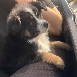 Miniature Australian Shepherd Puppies from Peace Creek Aussies