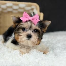 Sophie - Parti female Yorkshire Terrier puppy in Liberty, Texas from Tiny Yorkshire pups