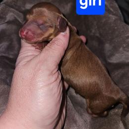 Girl 2 - Chocolate female Dachshund puppy in Lansing, Michigan from Black Thunder 517 Cane Corso and Dachshunds and frenchies