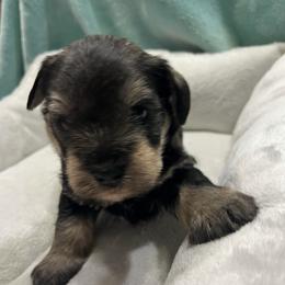 Jett - Salt and pepper male Miniature Schnauzer puppy in Stevenson, Alabama from Joyce's Miniature Schnauzers